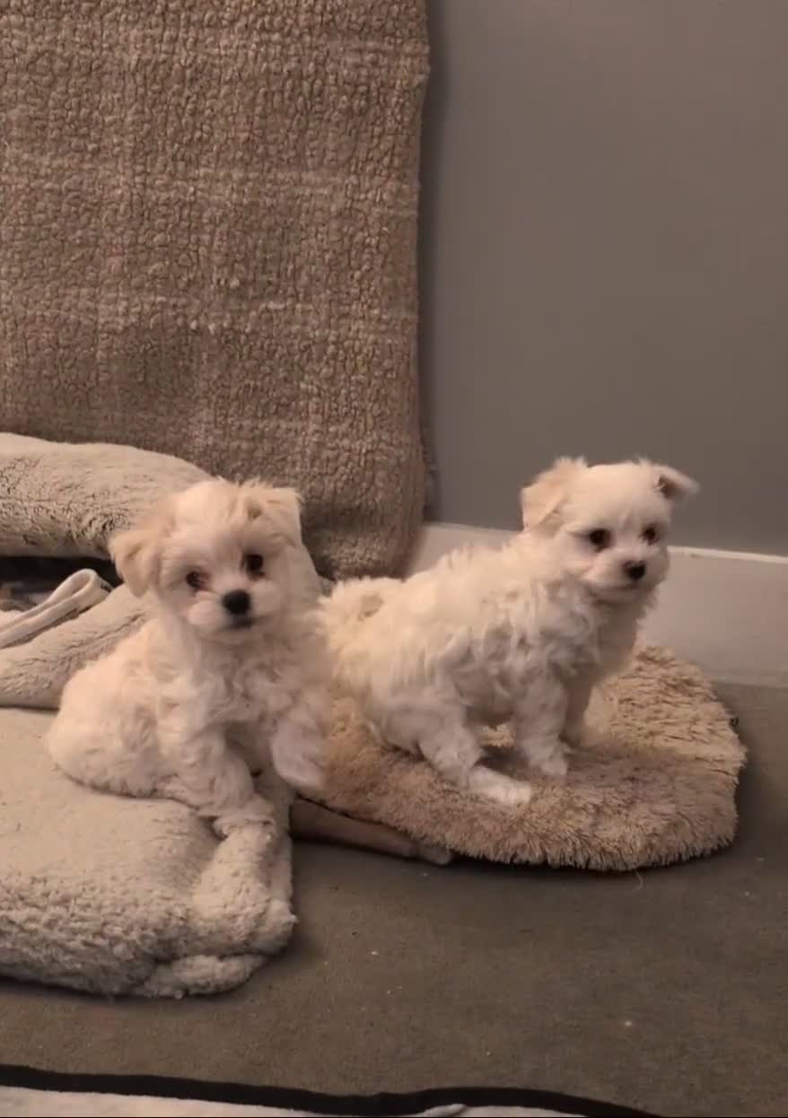 Maltese dogs for sale: Absolutely adorable Maltese girl  - Video 2