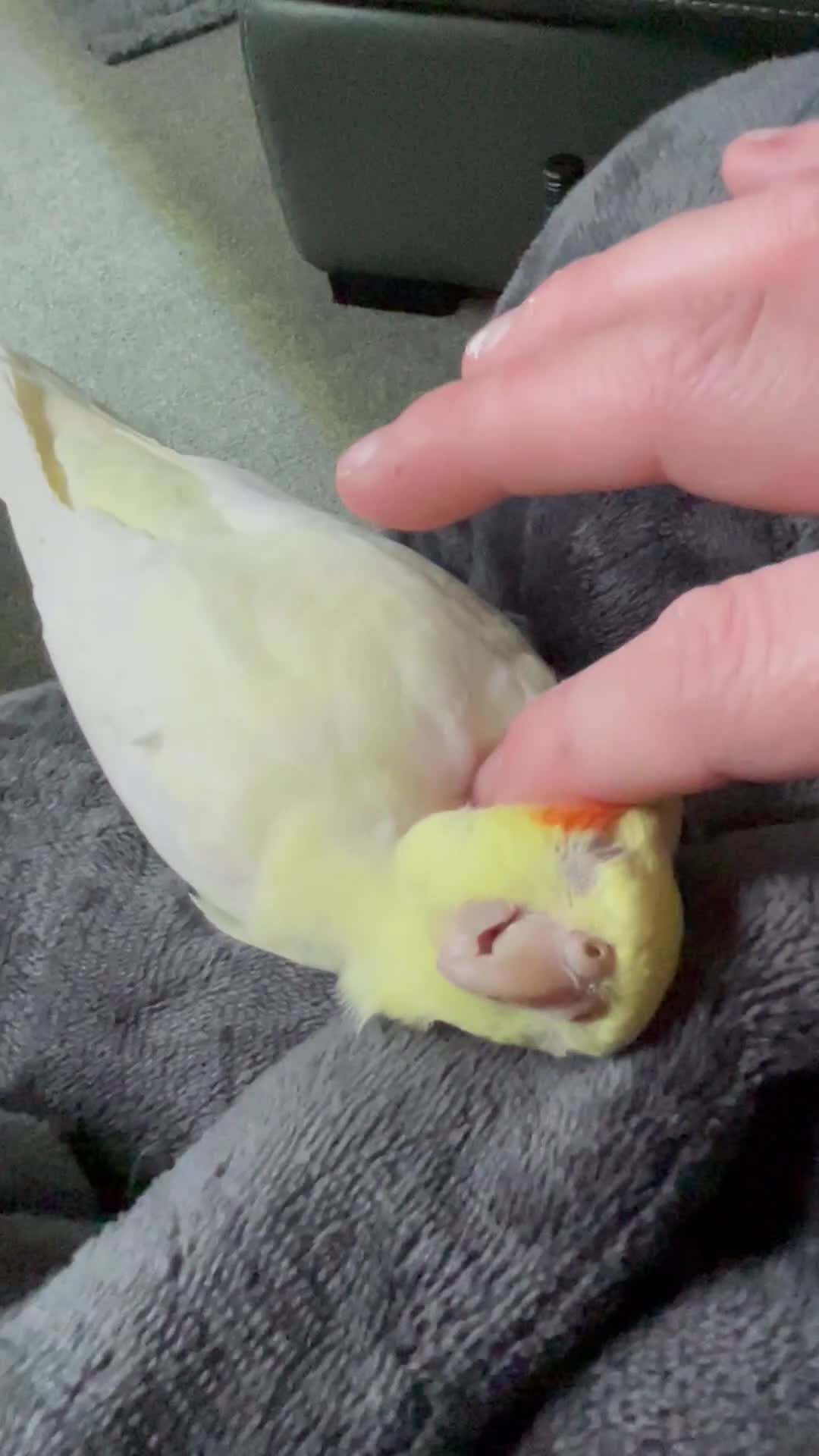 Cockatiels birds for sale: Beautiful extremely tame cockatiel  - Video 1