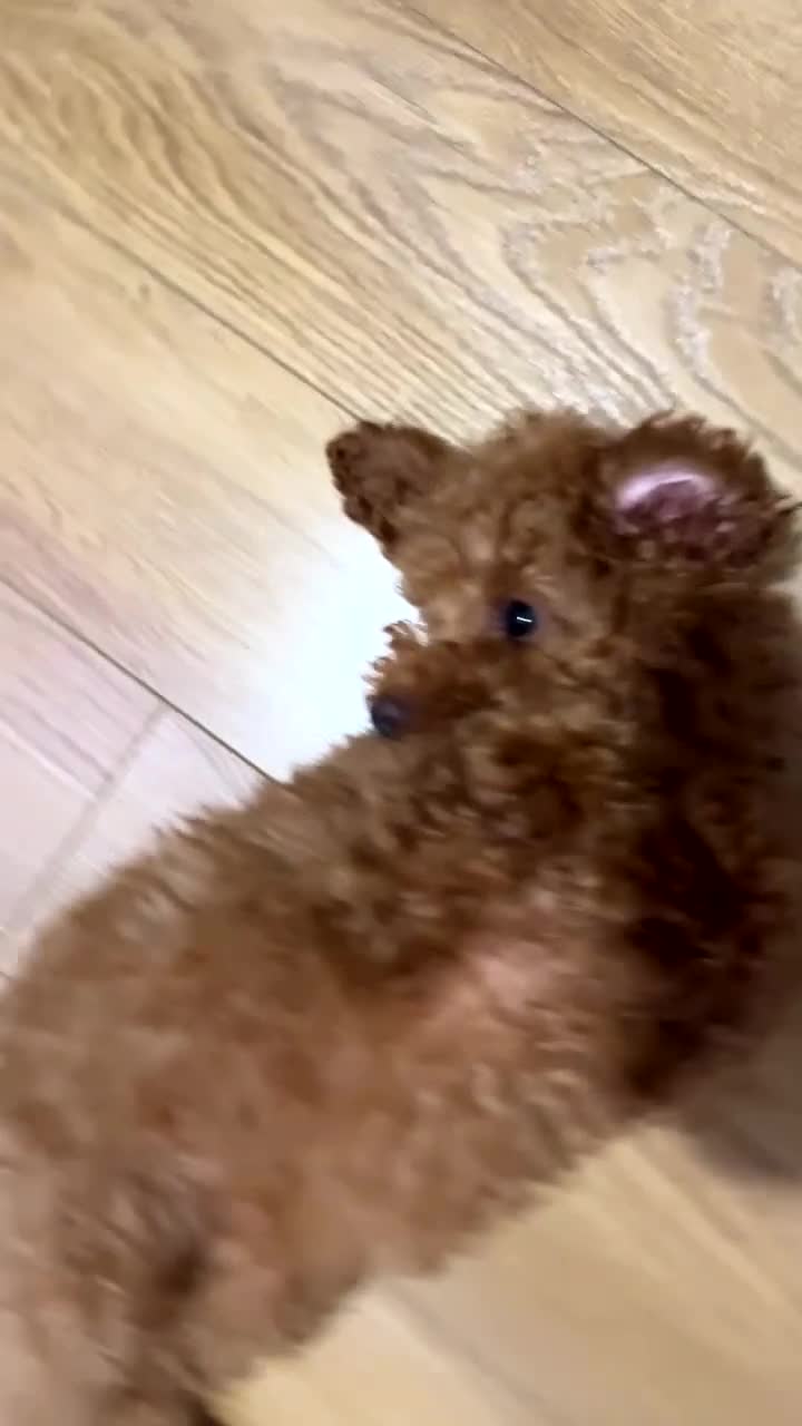 Toy Poodle dogs for sale: Female toy poodle puppy for sale - Video 3