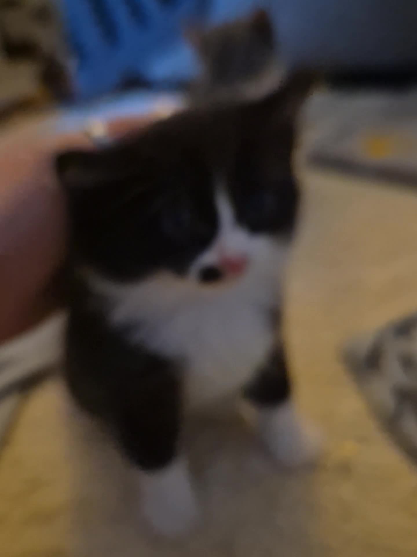 Mixed Breed cats for sale: Fluffy Siberian Mix Kittens 🐾 Ready to reserve 🐾 - Video 2