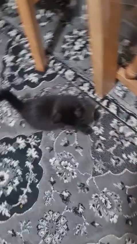 Mixed Breed cats for sale: A beautiful litter of 4 kittens - Video 3