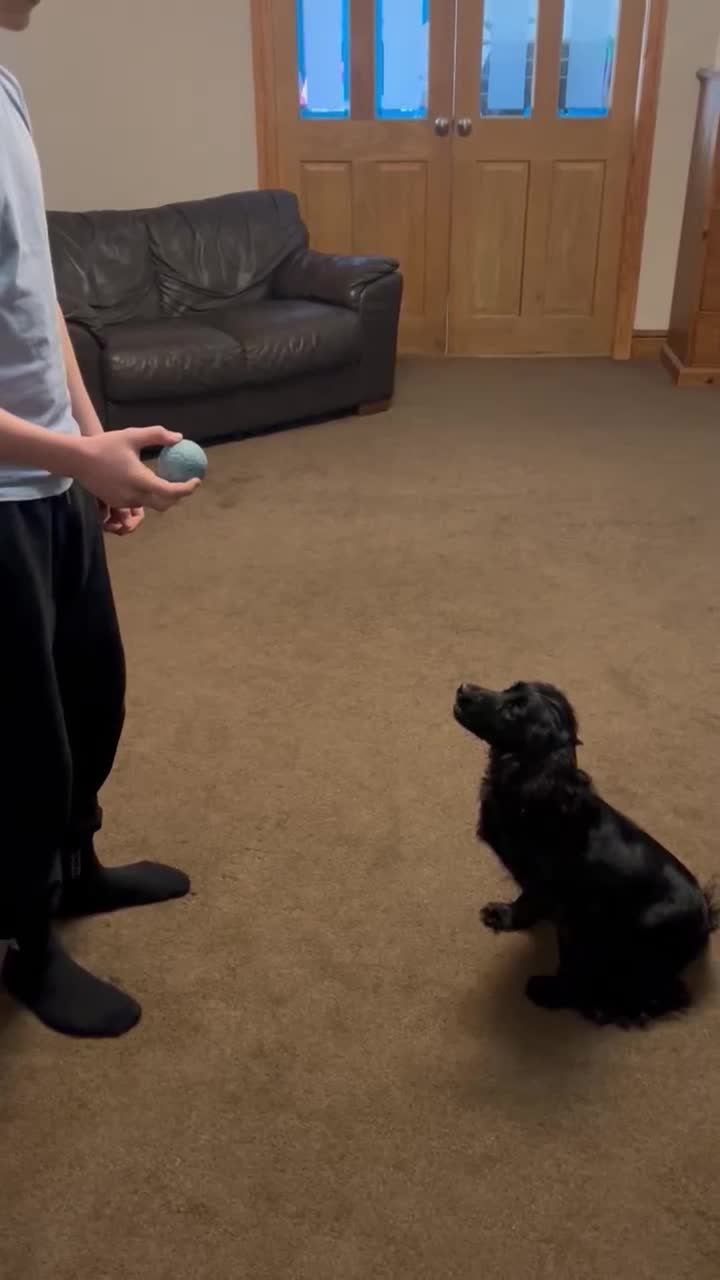 Cocker Spaniel dogs for sale: Lillie- Beautiful 2yr Old Cocker Spanial Girl - Video 2