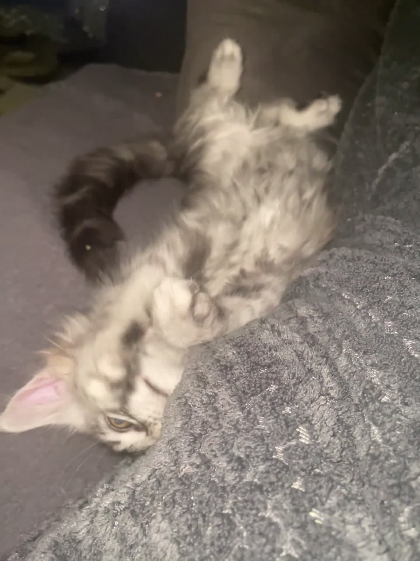 Maine Coon cats for sale: TICA registered Maine coon kittens  - Video 2