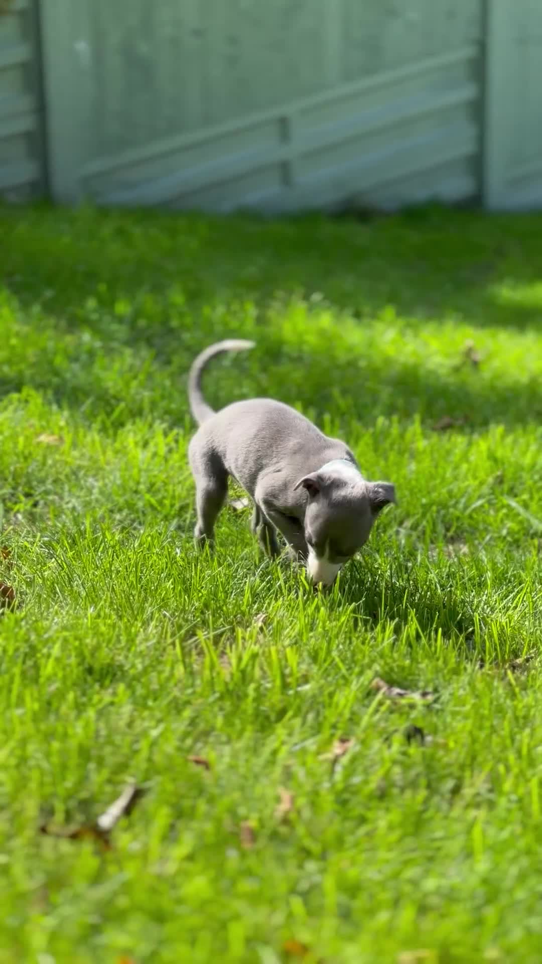 Whippet dogs for sale: READY NEXT WEEK! GORGEOUS WHIPPET PUPPIES - Video 4