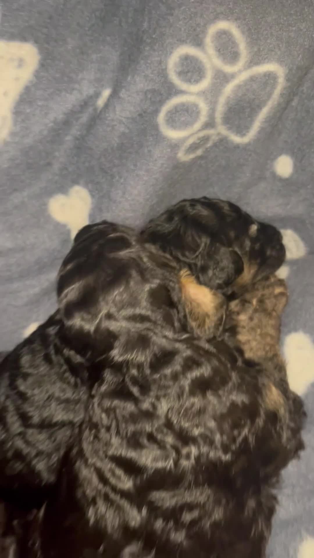 Cockapoo dogs for sale: F1b Cockapoo Puppies  - Video 2