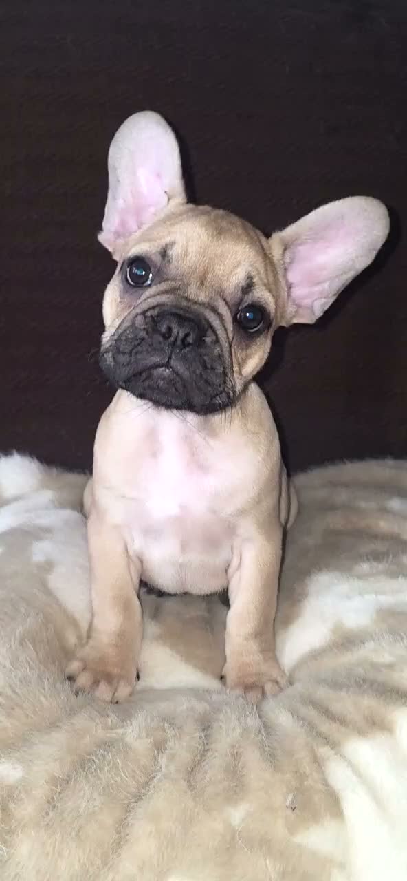 French Bulldog dogs for sale: 12 WEEK OLD FRENCH BULLDOG READY NOW - Video 1