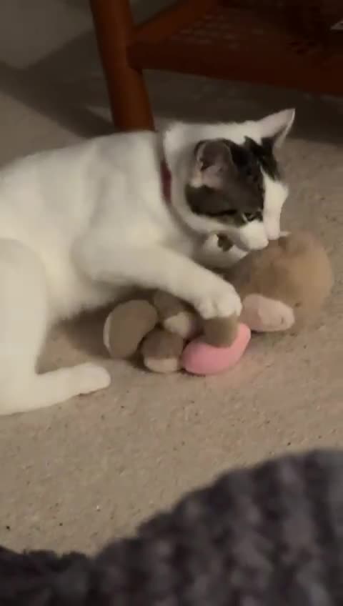Mixed Breed cats for sale: Rosie - Video 4