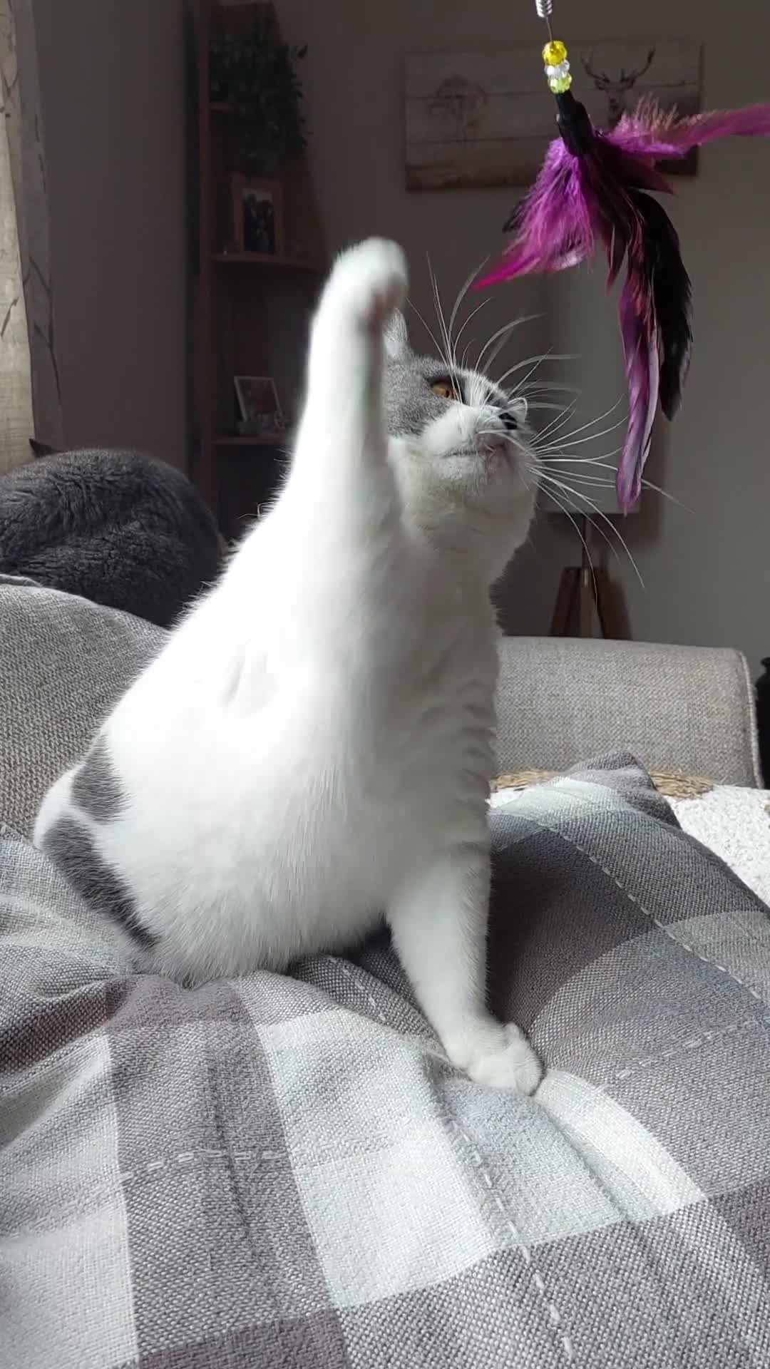 British Shorthair cats for sale: 💕GCCF REGISTERED FEMALE 💕 - Video 1