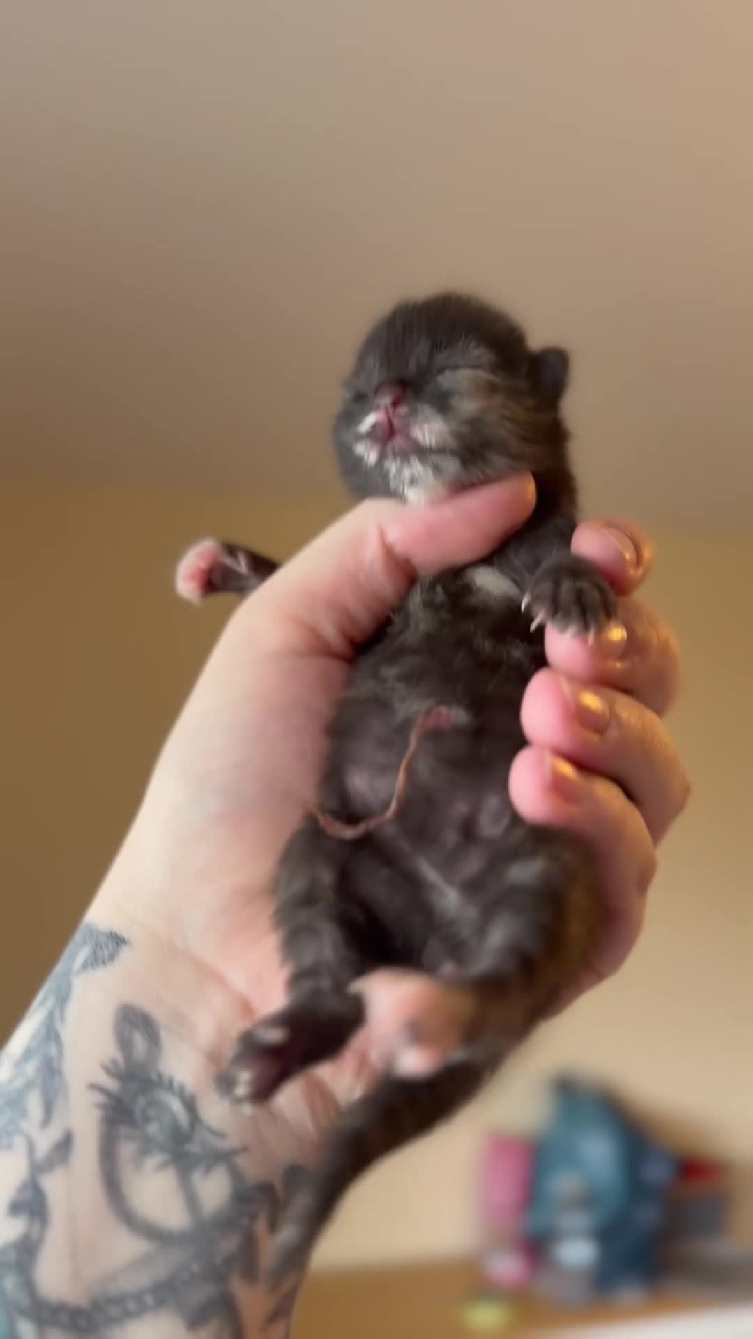 Domestic Shorthair cats for sale: 4 Stunning Baby Kittens – Ready to reserve  - Video 3