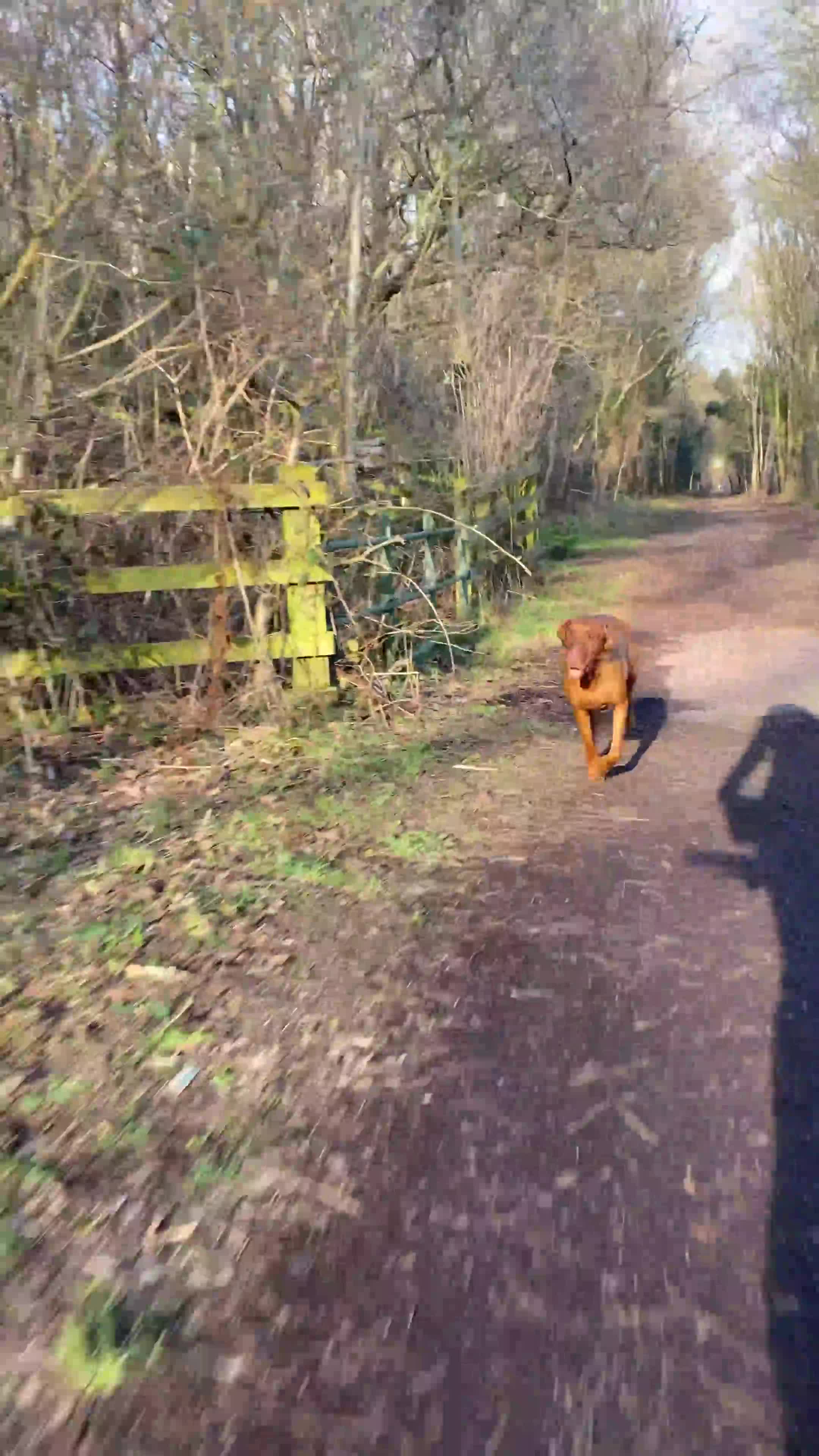 Hungarian Vizsla dogs for sale: KC Reg HV Pups, COI 1.3% ,Hip Scored For Sale in Peterlee - Video 1