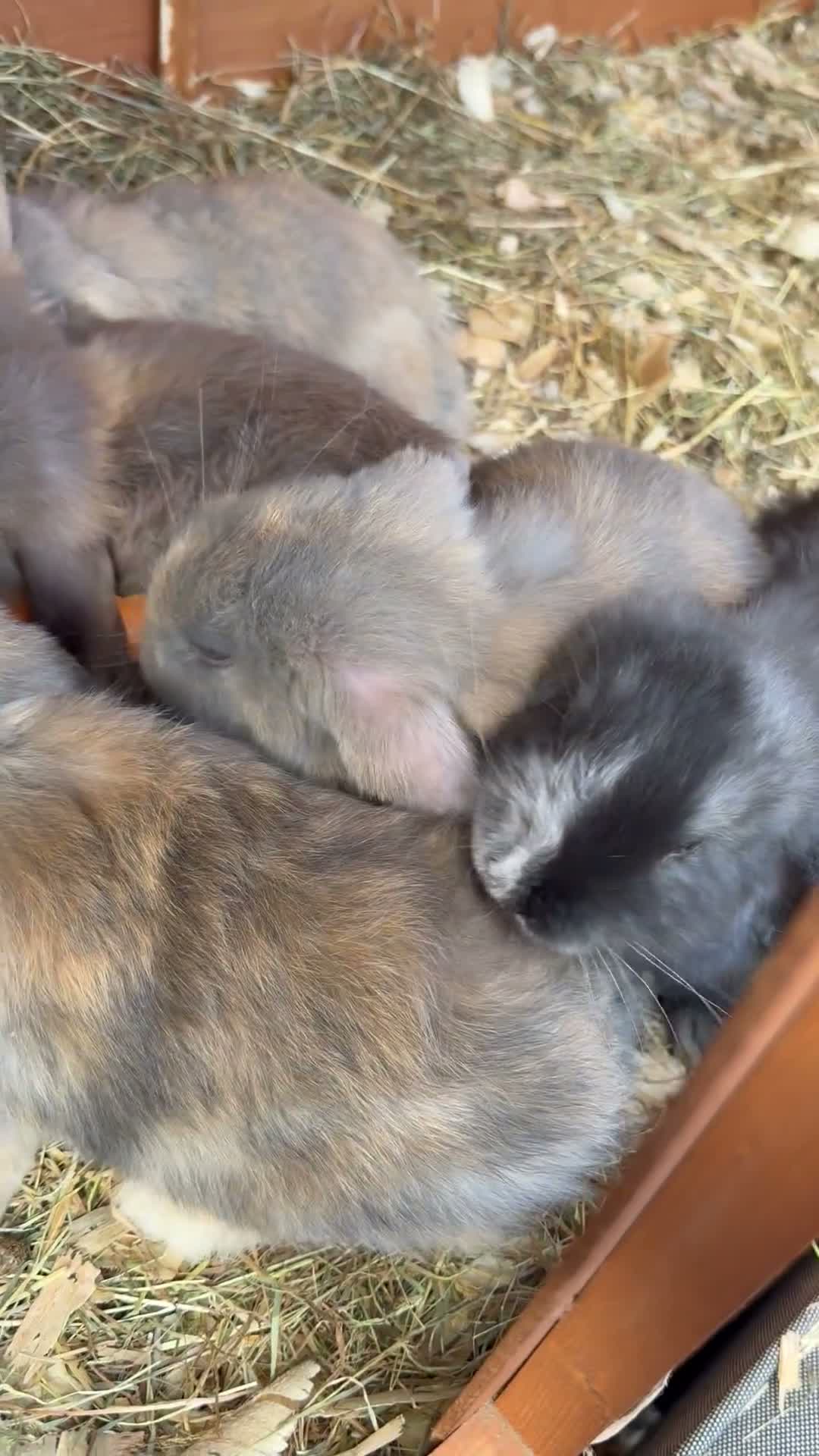 French Lop rabbits for sale: 💙cuddly pure bred French lop last Buck 💙 - Video 1