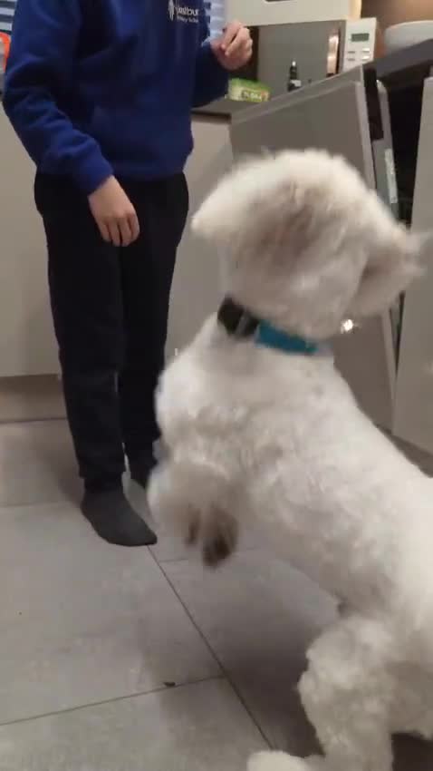 Maltipoo dogs for sale: Maltipoo - Video 2