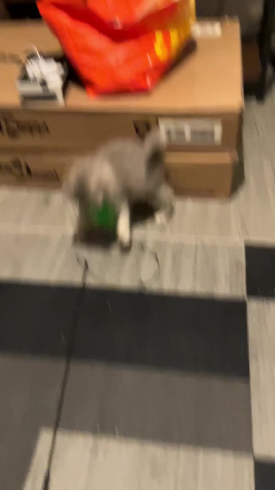 British Longhair cats for sale: Ready to go amazing kitties  - Video 2