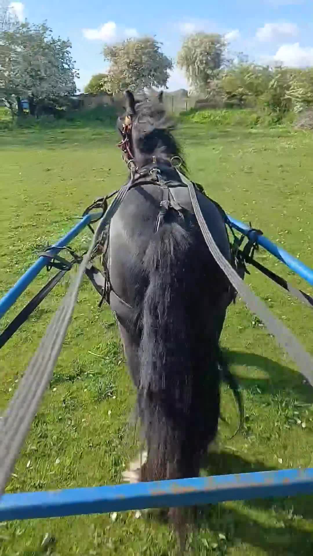 Irish Cob horses for sale: Ride and drive colt  - Video 2
