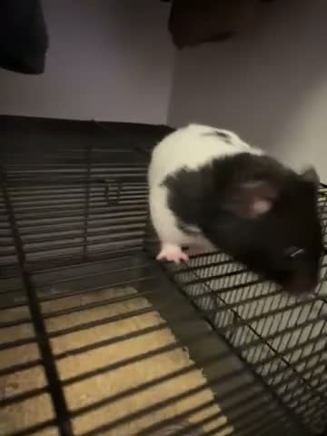 Hamster rodents for sale: Female  in Barnstaple - Video 1