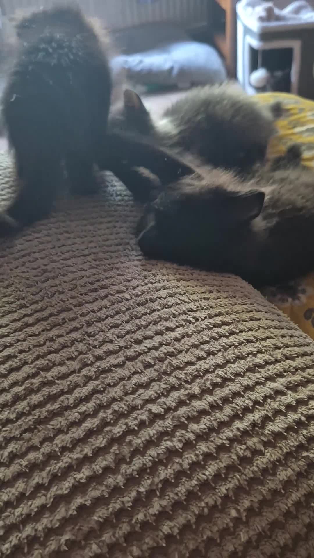 Mixed Breed cats for sale: 2 boys and a little girl - Video 1