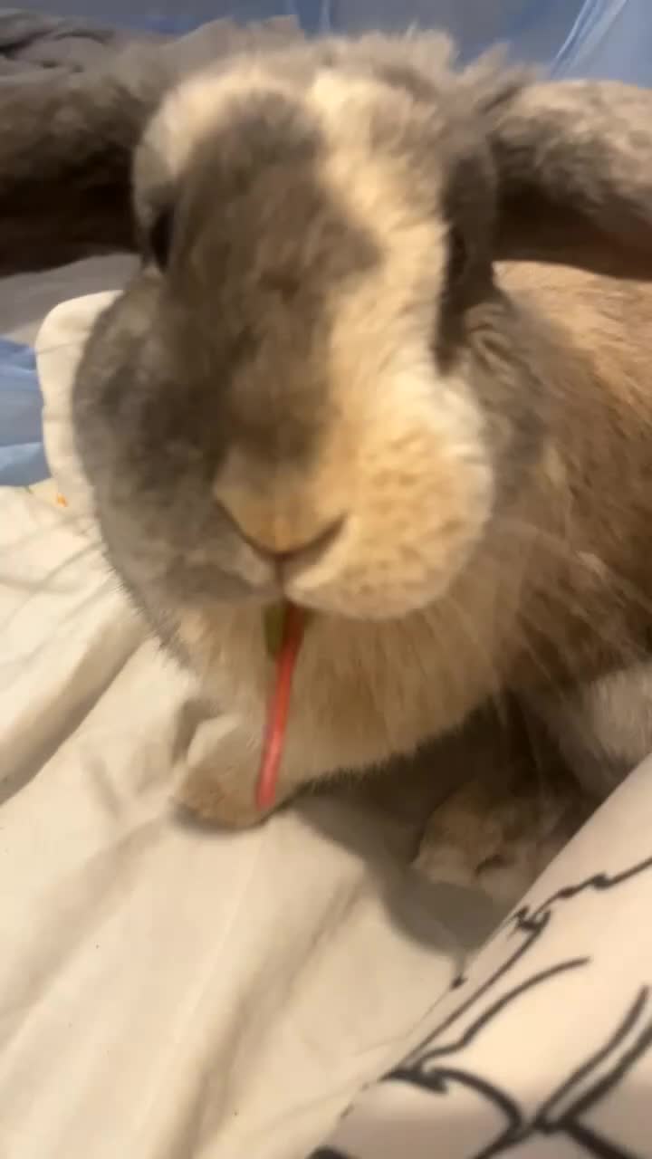 Mixed Breed rabbits for sale: Bugsy  - Video 1