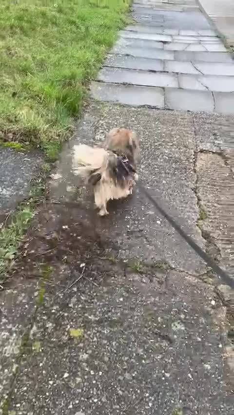 Mixed Breed dogs for adoption: 💙Barry💙- big personality wrapped in small body in Burton-on-Trent - Video 3
