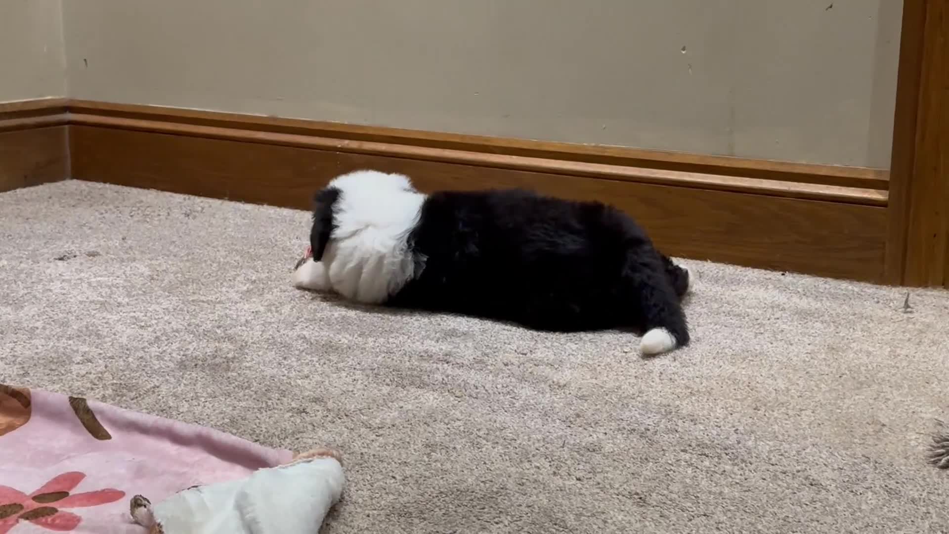 Old English Sheepdog dogs for sale: Outstanding OES top Show Lines,Exceptional Quality - Video 3