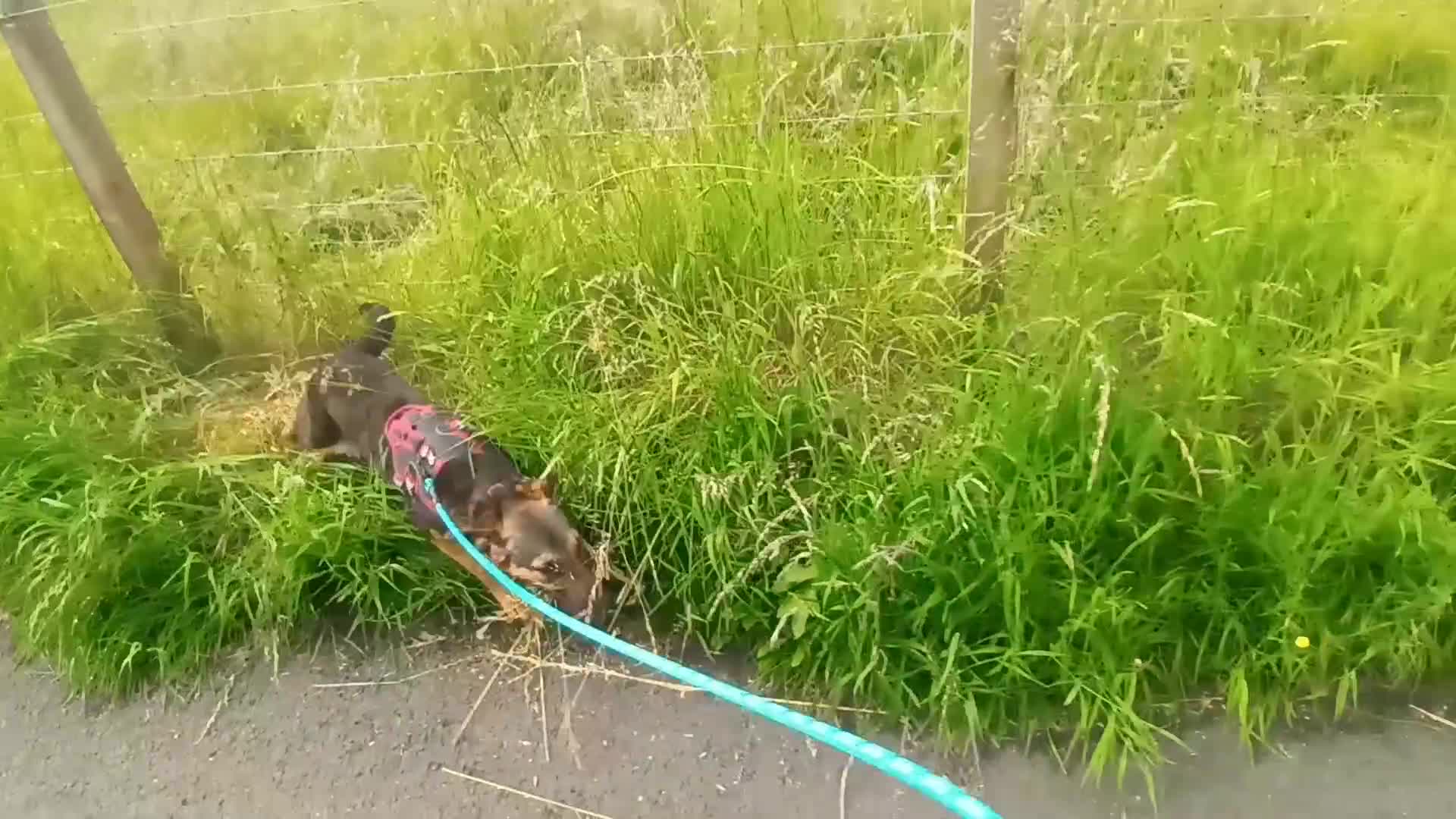 Mixed Breed dogs for sale: Border collie x hound/collie - Video 1