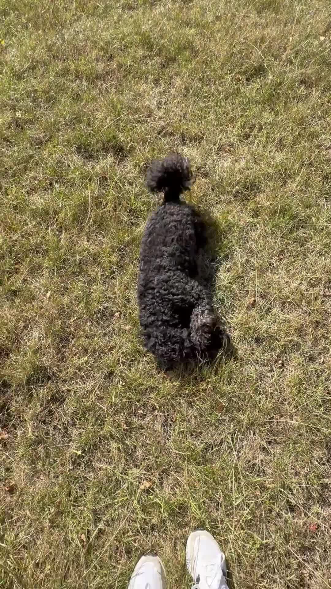 Cavapoochon dogs for stud: For Stud - Handsome Cavapoochon Boy Available - Video 4