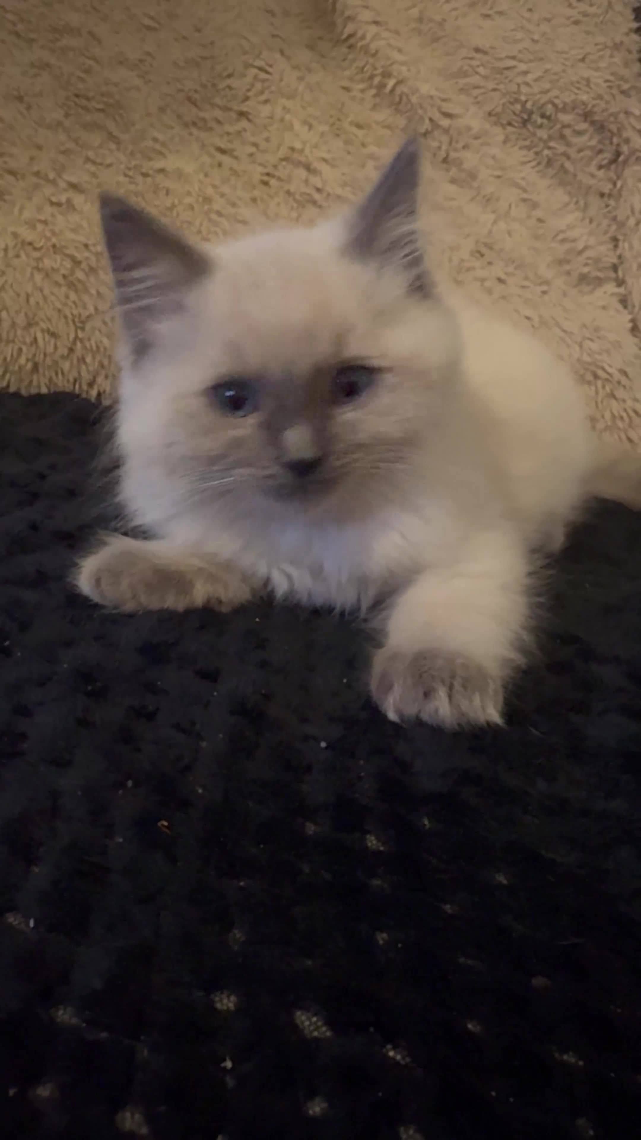 Ragdoll cats for sale: Ragdoll kittens blue mitted  - Video 4