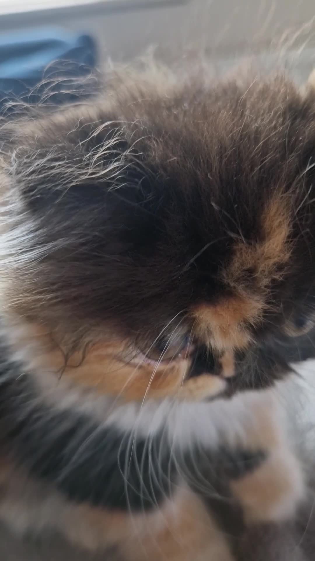 Persian cats for sale: Persian female kitten  - Video 1