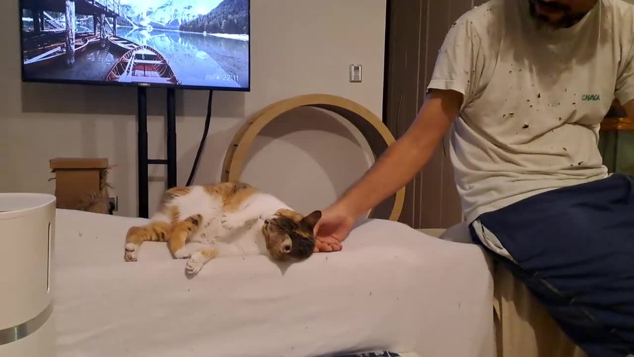 Mixed Breed cats for adoption: Viola - calm and sweet girl - Video 1