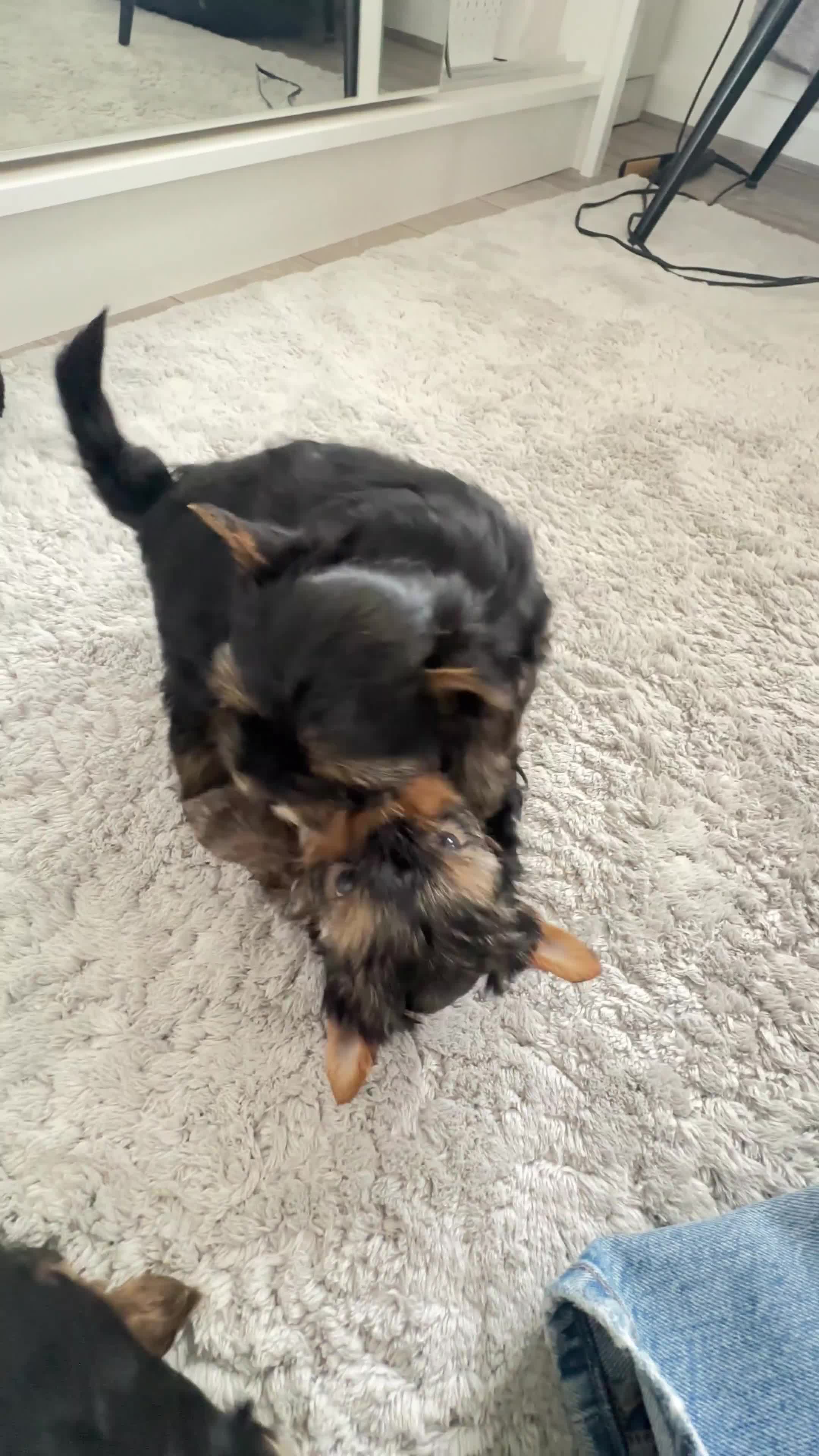 Yorkshire Terrier dogs for sale: Tiny Yorkshire Terrier ( 1 cute boy 🐶 left) - Video 2