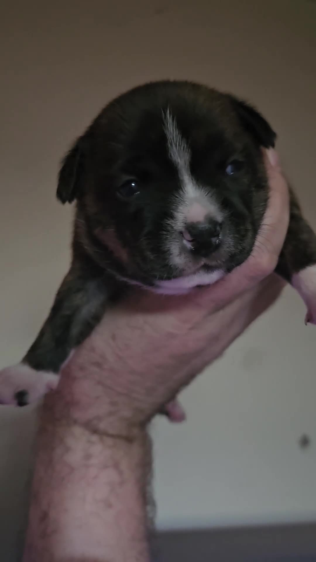 Staffordshire Bull Terrier dogs for sale: 🥨THE GOLDILOCKS LITTER 🥨 - Video 3