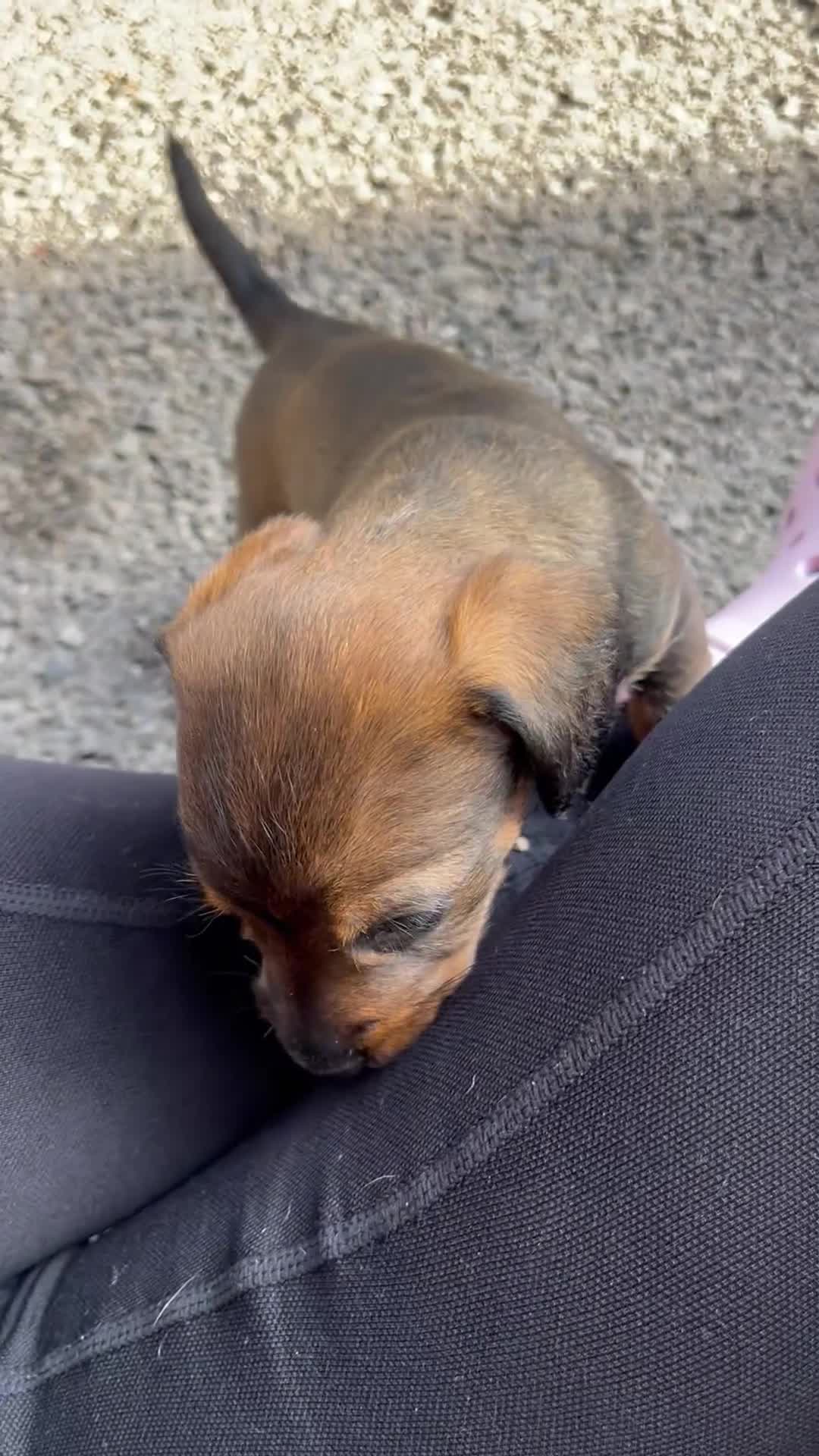 Mixed Breed dogs for sale: 8 beautiful dashaund X Jack Russel puppies  - Video 1