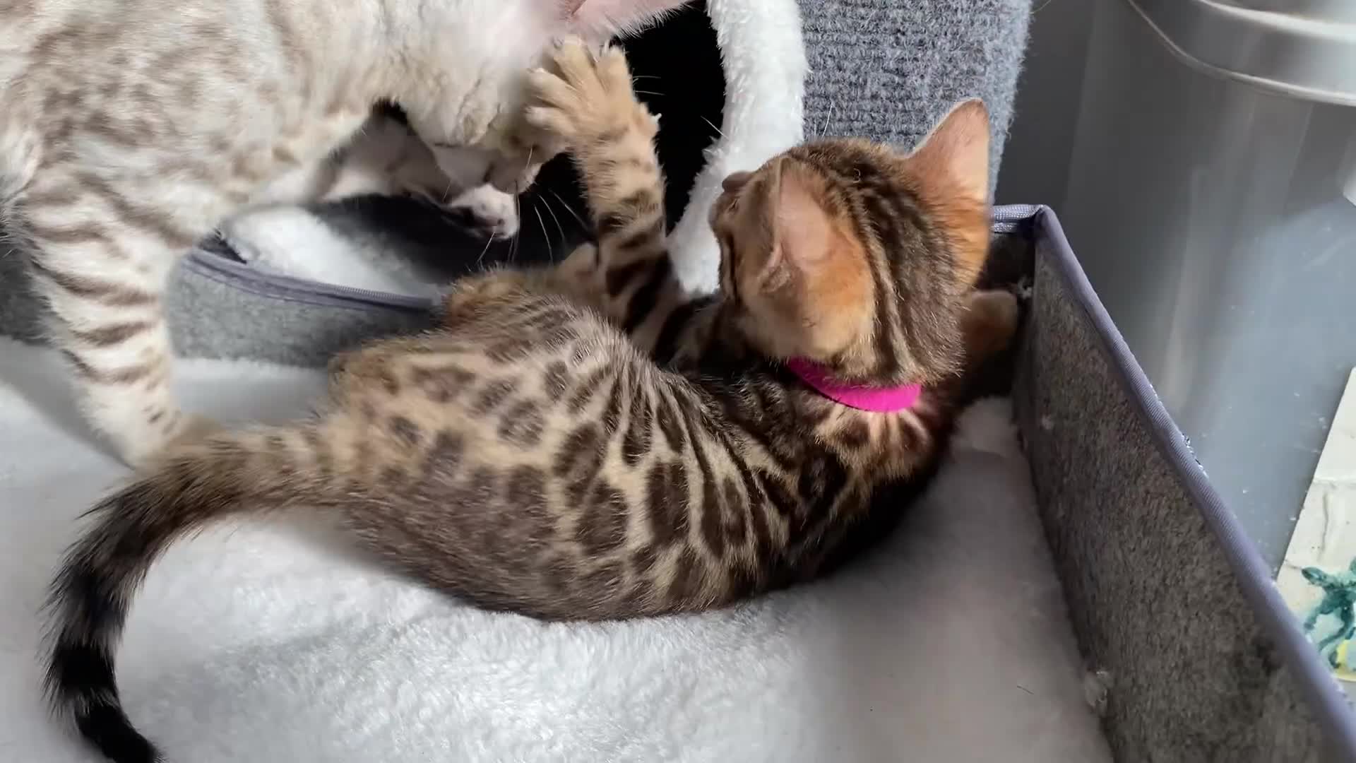 Bengal cats for sale: ⭐️ 1 LEFT!! - STUNNING TICA REG BENGAL CUBS ⭐️ - Video 1