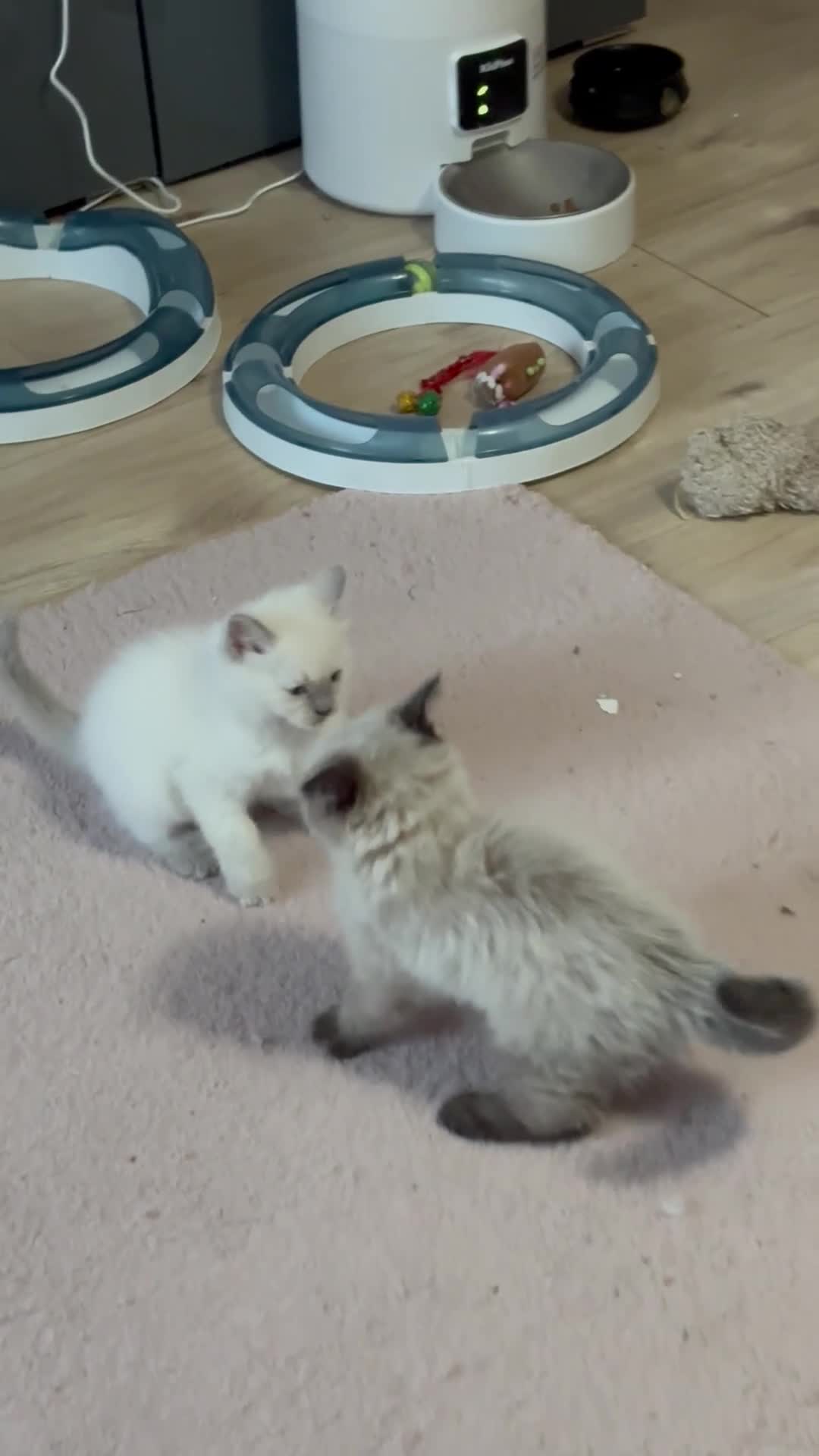 Ragdoll cats for sale: 4 adorable Ragdoll kittens  - Video 5