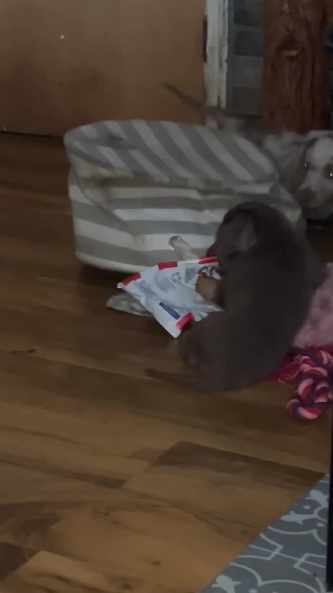 Miniature Dachshund dogs for sale: Mini longhaired Isabella/tan Dachshunds VACCINATED - Video 2
