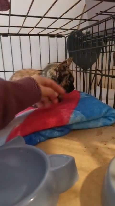 Domestic Shorthair cats for sale: Forever home needed for beautiful Harli - Video 1
