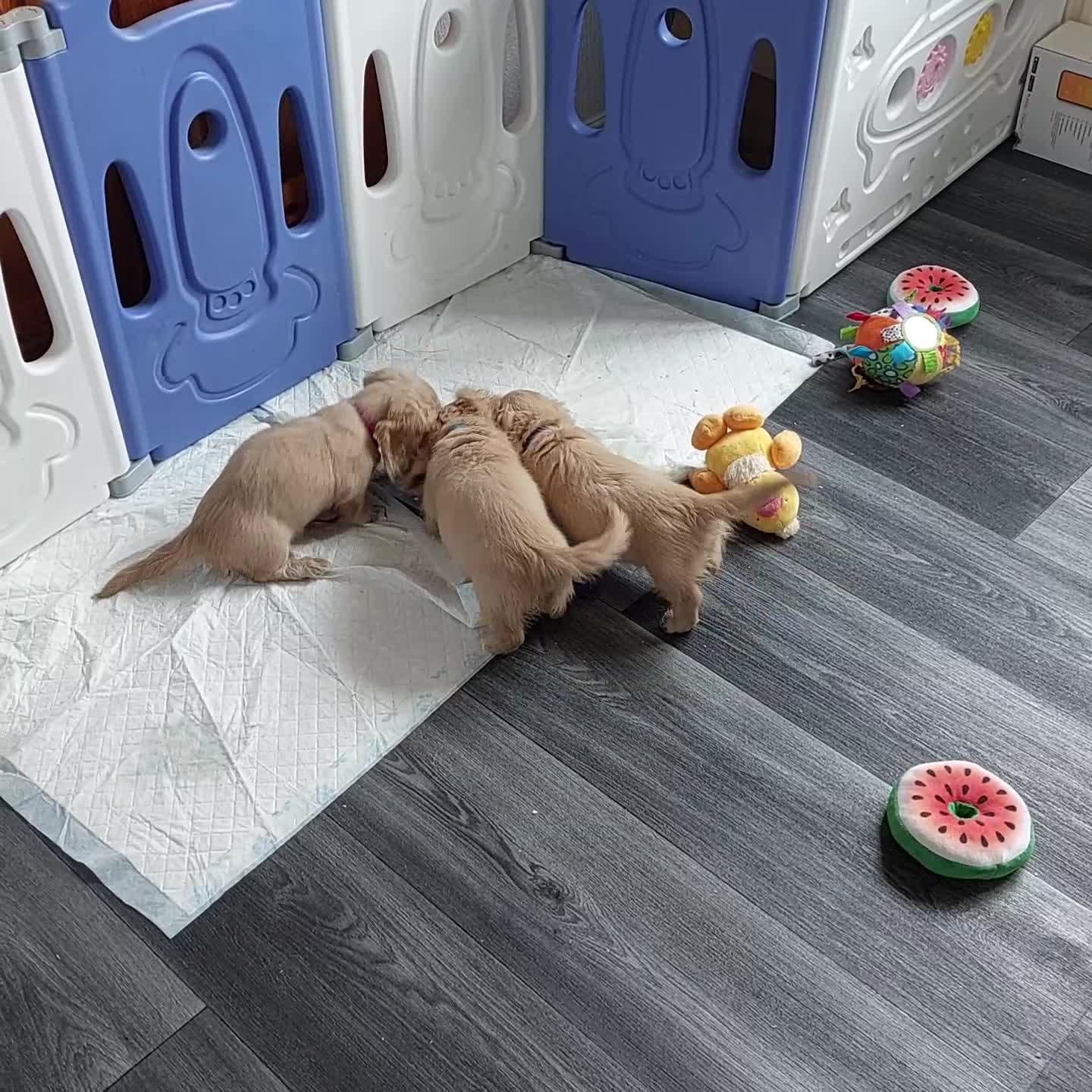 Miniature Dachshund dogs for sale: KC REG PRA CLEAR CREAM LONG HAIRED MINI DACHSHUNDS - Video 1