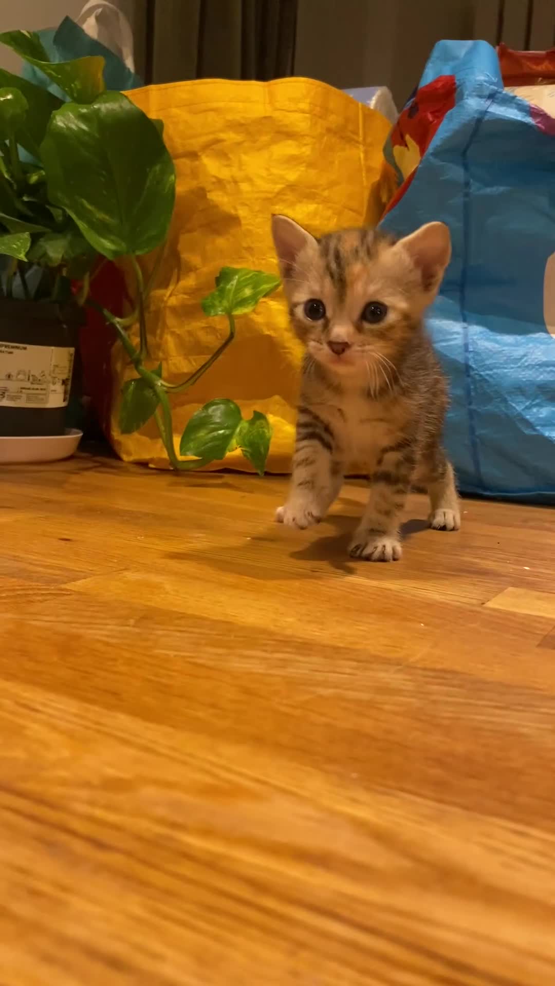 Mixed Breed cats for sale: 5 kittens for sale - 3 boys and 3 girls  - Video 1