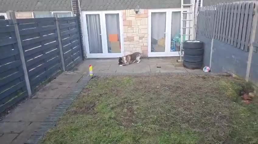 Akita dogs for sale: Beautiful American Akita needing a home ASAP - Video 1