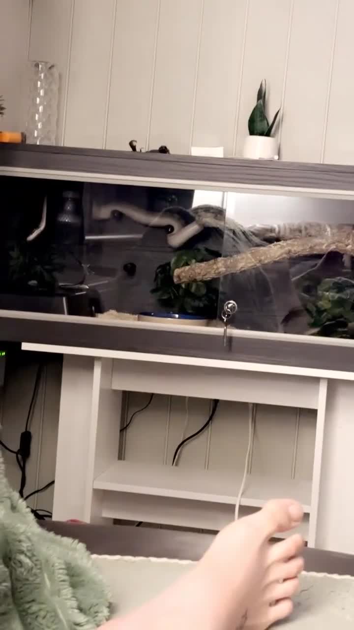 Python Snake reptiles for sale: Purple passion royal python - Video 2