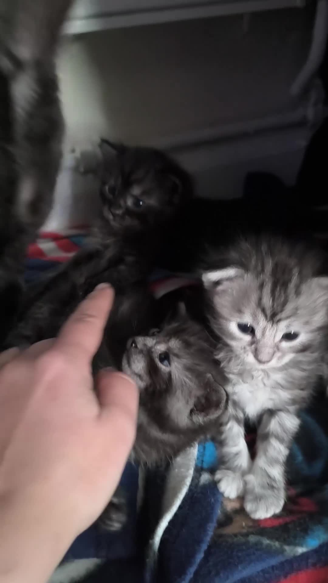 Mixed Breed cats for sale: Maine Coon cross Ragdoll - Video 1