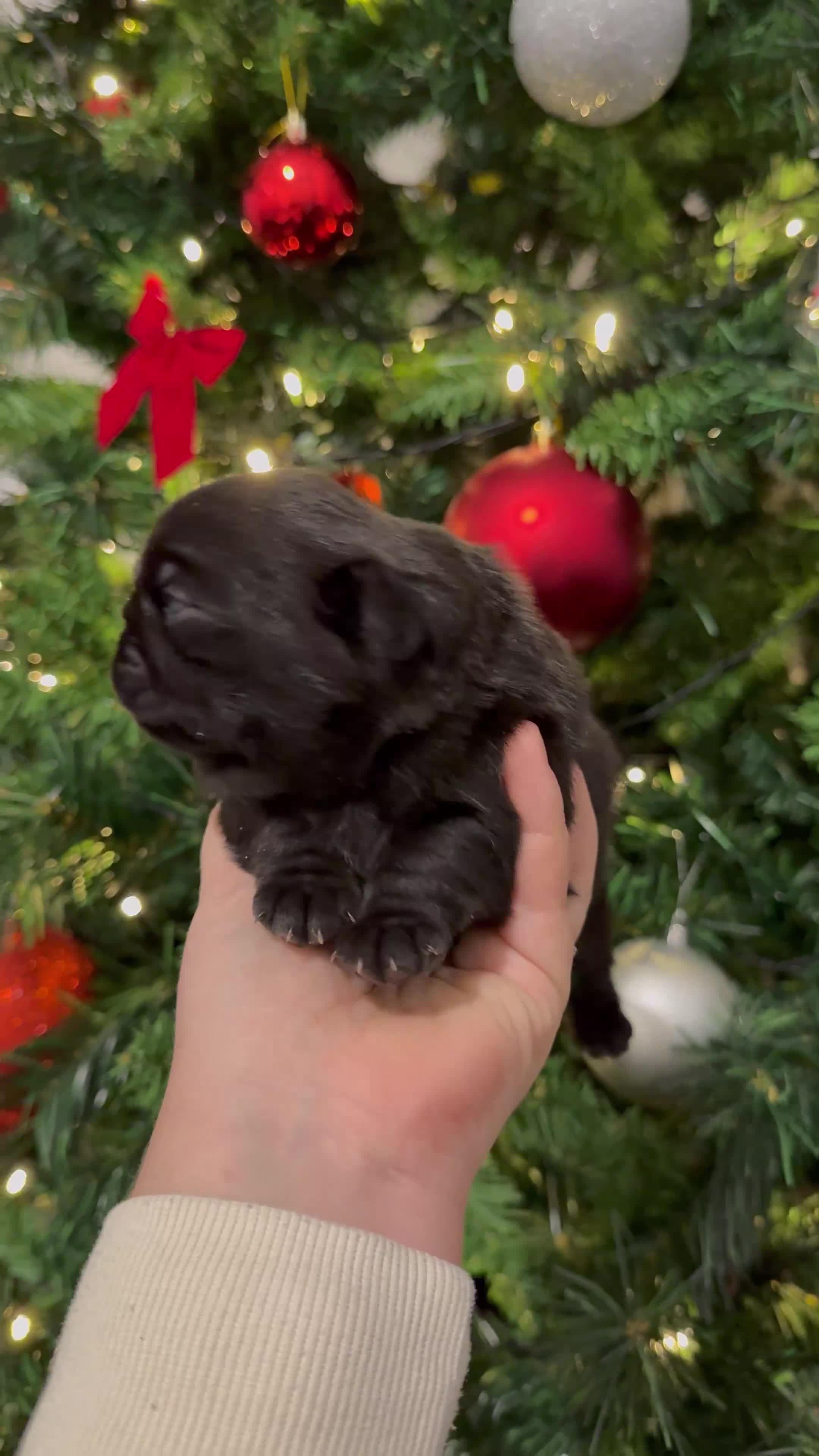 Pug dogs for sale: 🐾 Beautiful Pug Puppies 🐾 - Video 3