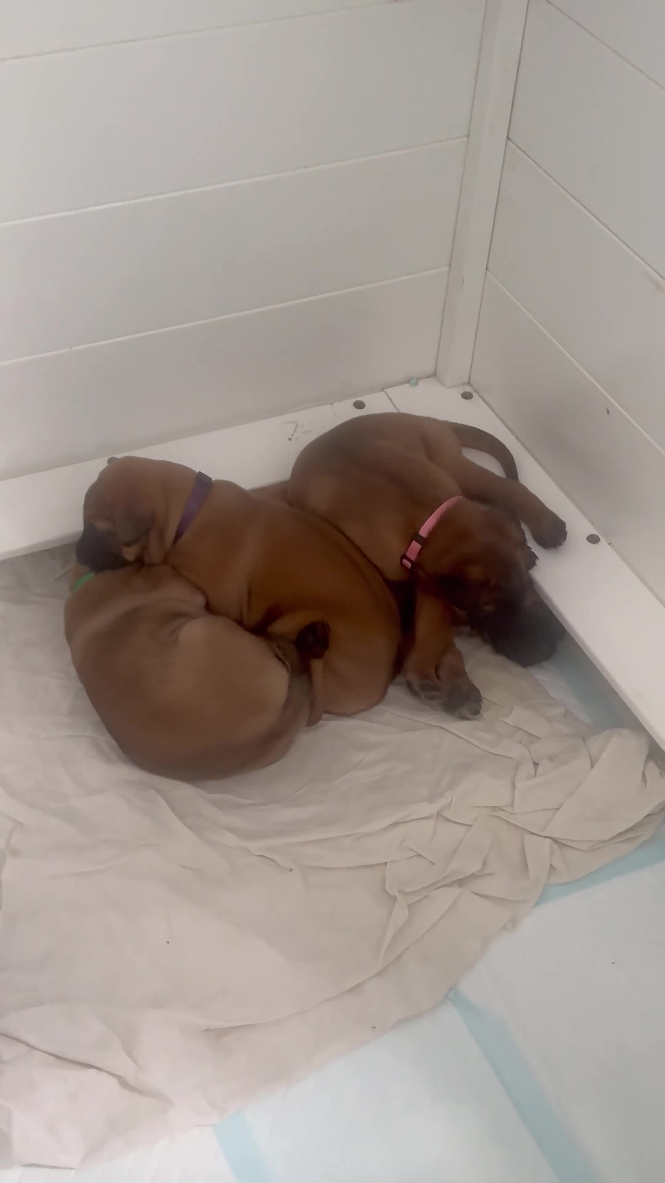 Mixed Breed dogs for sale: Herders in Godstone - Video 3