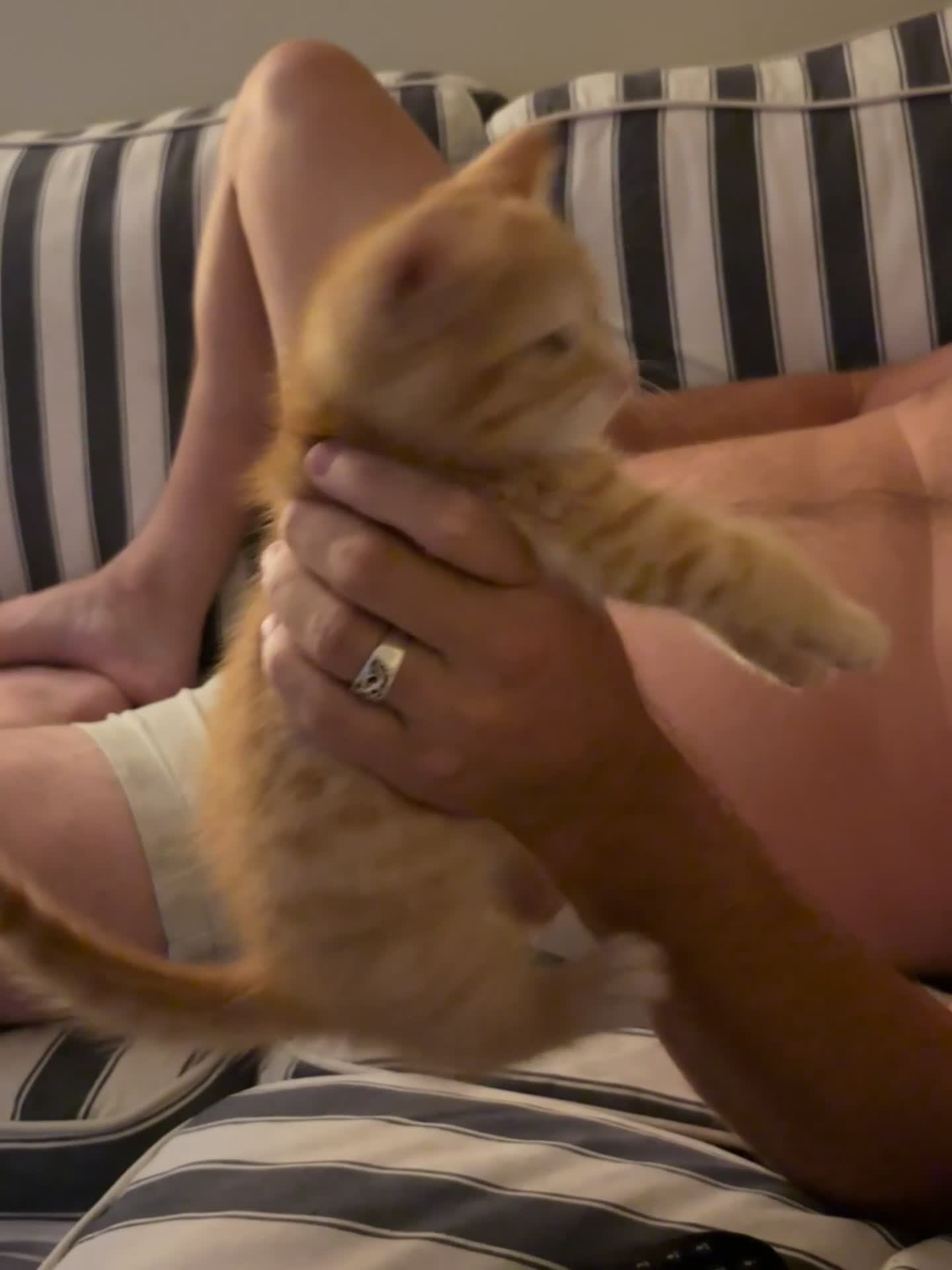Mixed Breed cats for sale: Mixed breed chunky fluffy kittens - Video 2