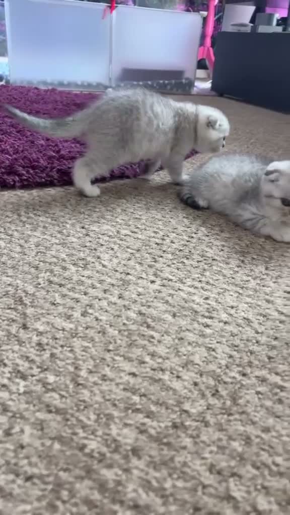 Scottish Fold cats for sale: 🐾 4 Beautiful Scottish Fold Boys 🐾 - Video 1
