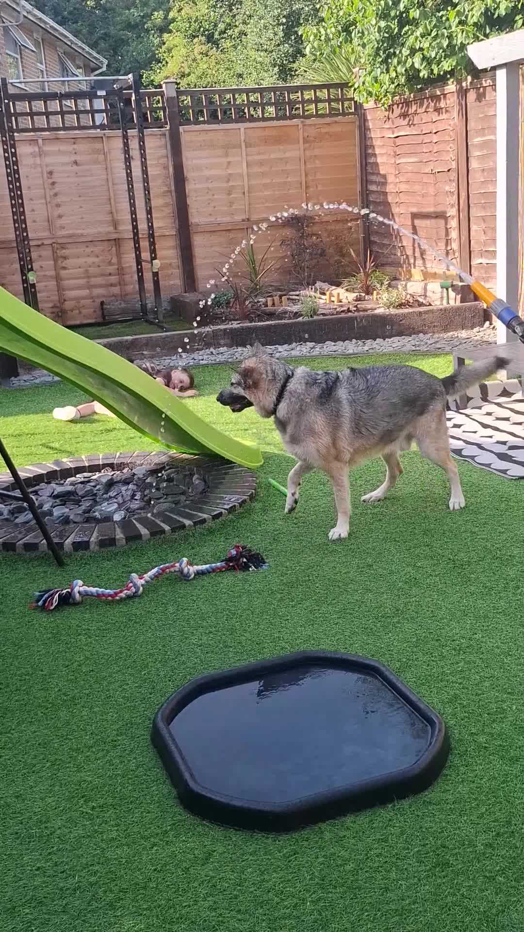 Mixed Breed dogs for sale: Family German Shepherd alaskin malamute dog - Video 1