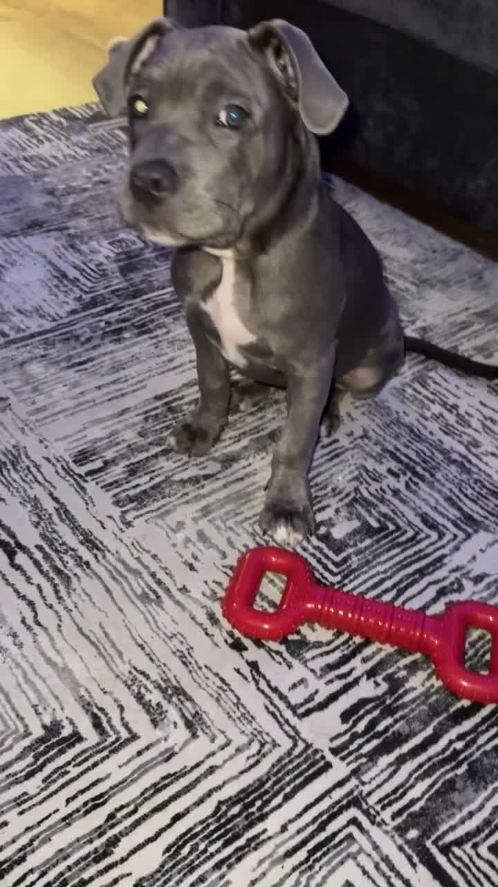 Mixed Breed dogs for sale: 4 Month Cane Corso  - Video 5