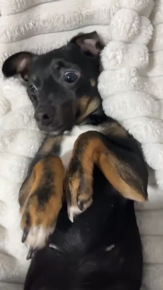 Jack Russell dogs for sale: Beautiful Girl for rehome❤️ - Video 1