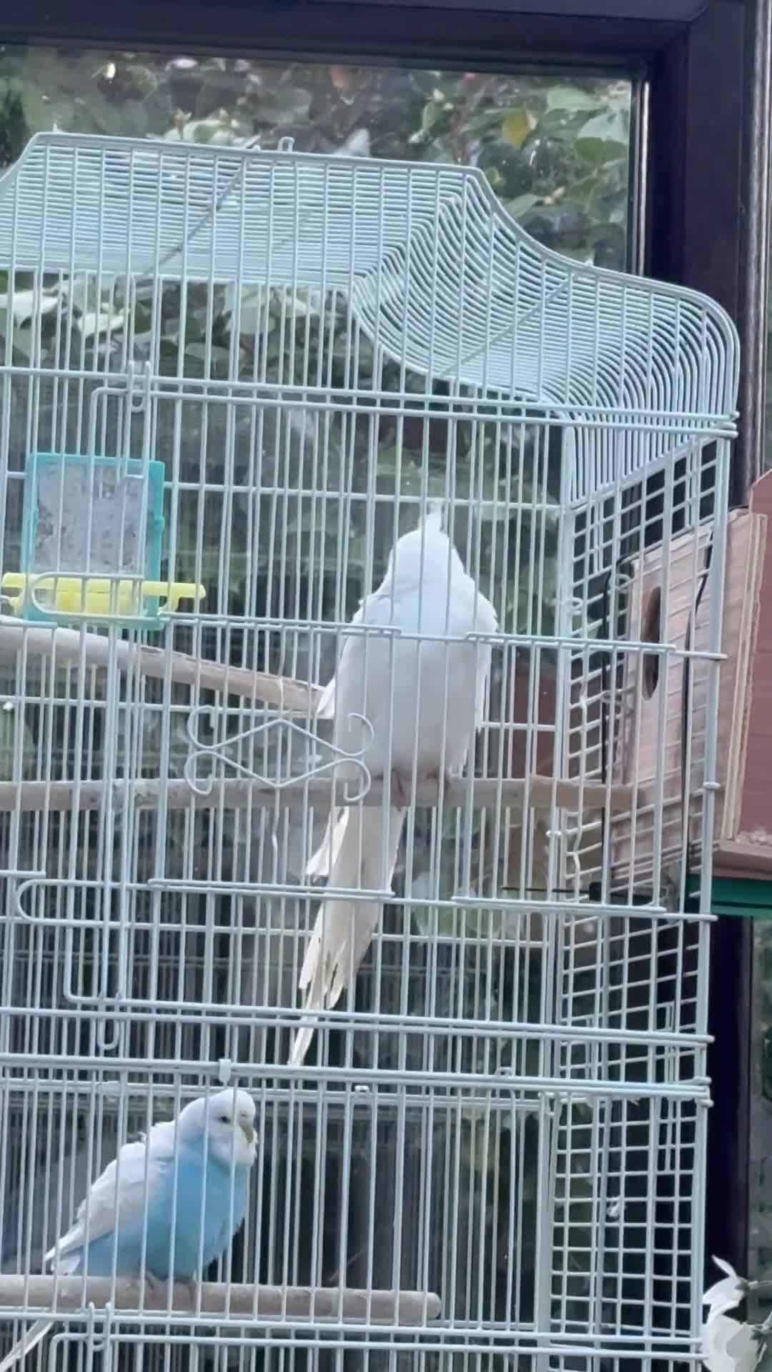 Cockatiels birds for sale: Beautiful baby cockatiels  - Video 2