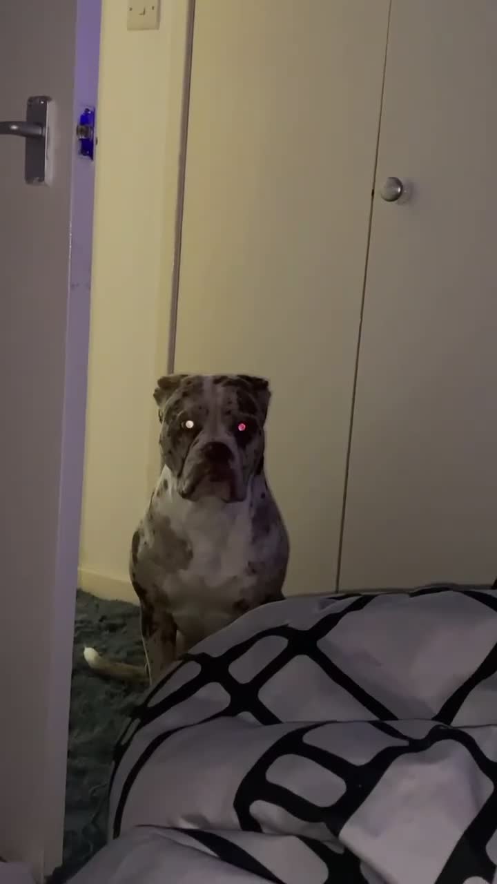 Alapaha Blue Blood Bulldog dogs for stud: Luna looking for stud - Video 1