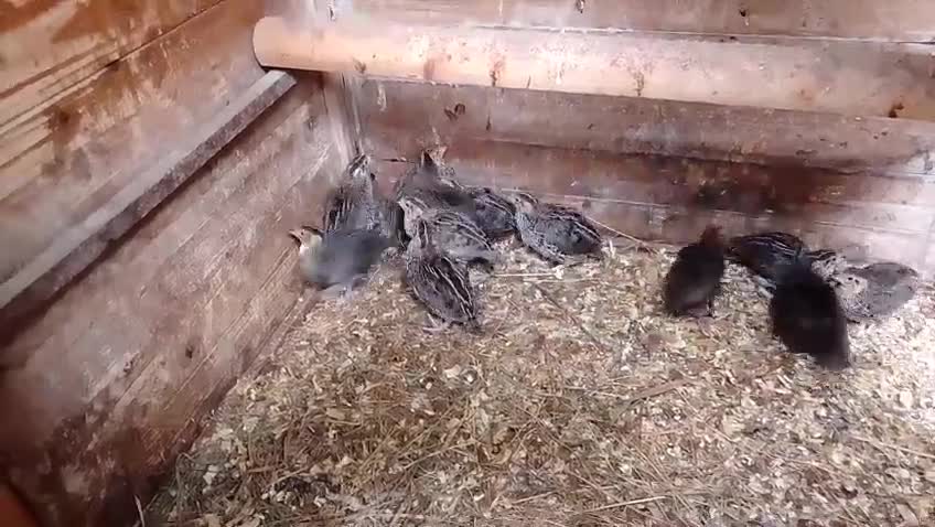 Quail poultry for sale: Mixed quail for sale  - Video 1